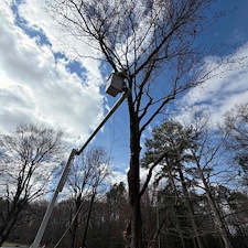Tree-Removals-in-Easton-MD 2